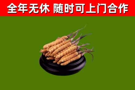 临沧烟酒回收冬虫夏草.jpg